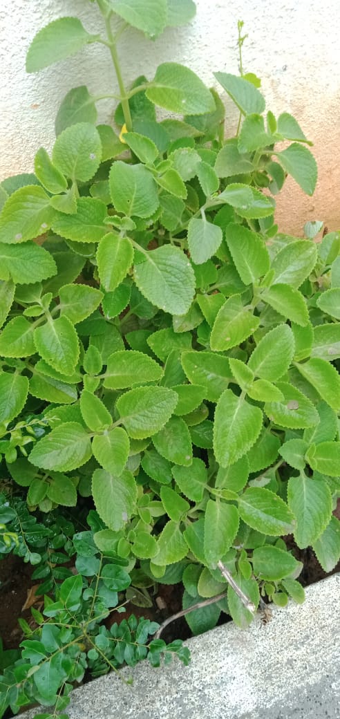 curryleaf